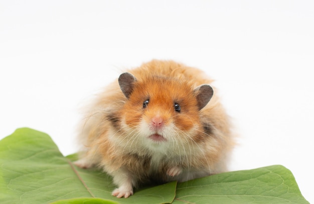 Hamster is sitting on green leafs on white