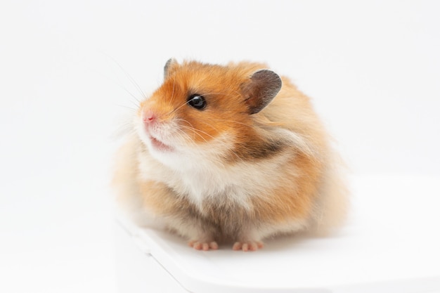 Hamster isolated on white surface