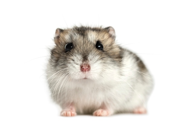 Hamster liegen, geïsoleerd op wit