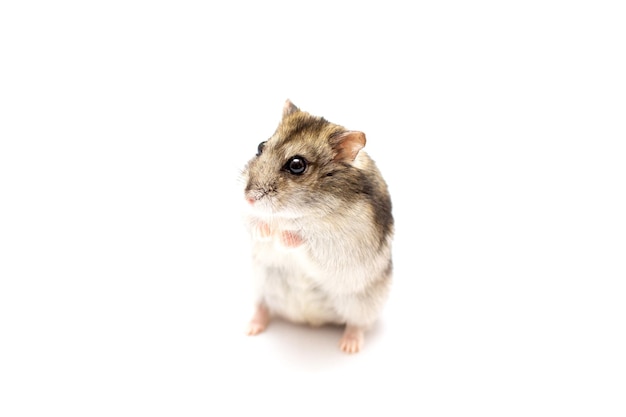 Hamster met op een witte achtergrond.