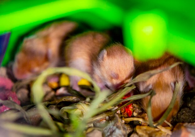 Hamster nest closeup many small hamsters in grass nest newborn hamsters little rodents pets syrian