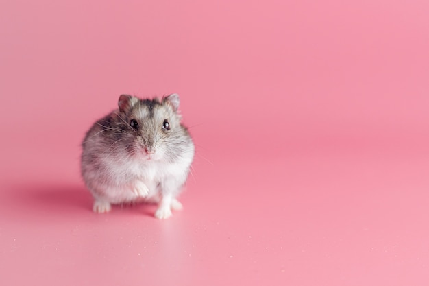 Foto hamster op een roze achtergrond met kopieerruimte