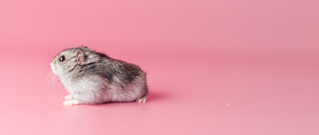 Photo hamster on a pink background with copy space