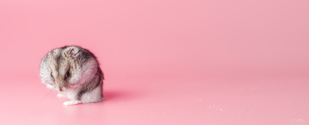 Hamster on a pink background with copy space