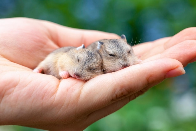 Hamster pups sleeping in palm