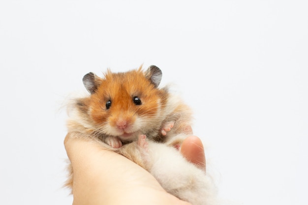 Photo hamster relaxing in hand isolated on white