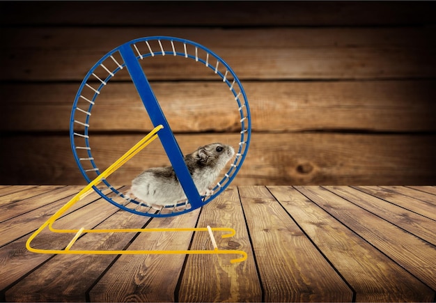 Photo hamster running in circle on wooden table