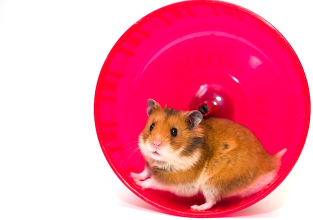 Hamster running in a hamster wheel