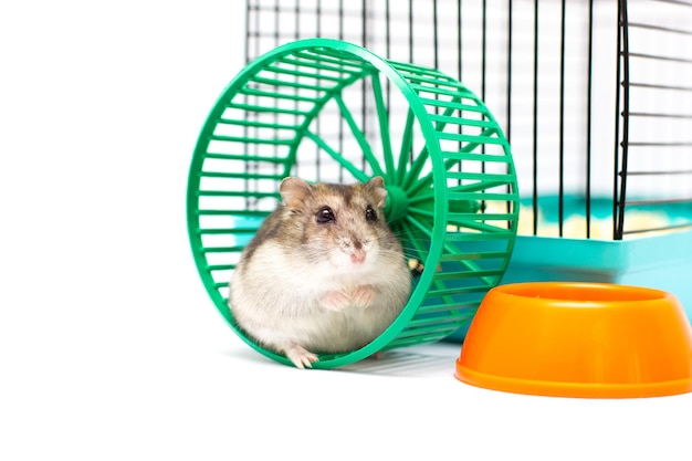 Hamster running in the wheel