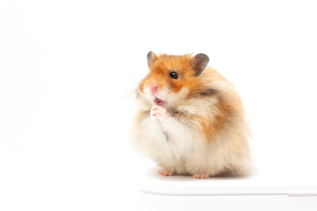 Hamster standing on its hind legs isolated on white surface