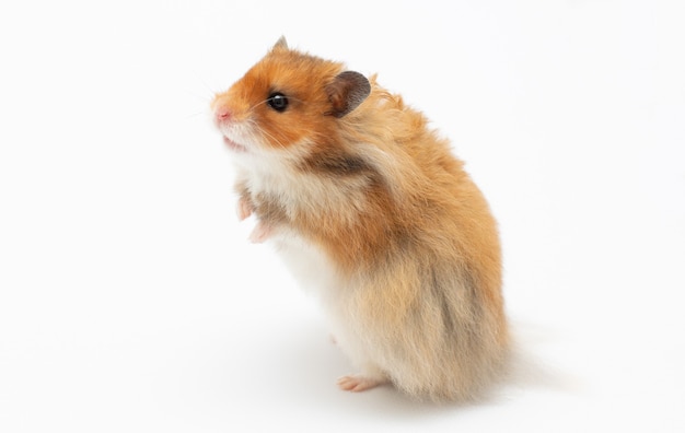 Hamster on a white surface