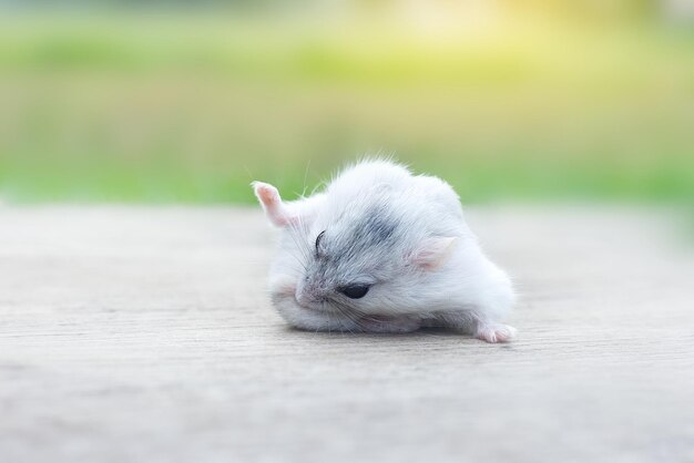 Photo hamster winter white cleaning hair