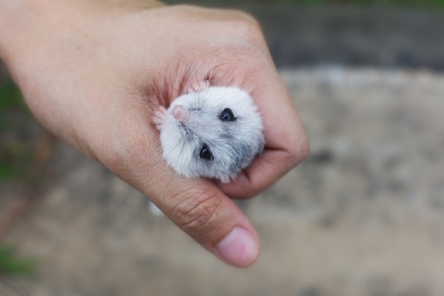 Hamster winter white sleeping in a handful