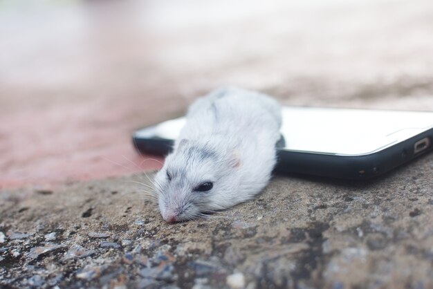 Photo hamster winter white sleeping on smart phone