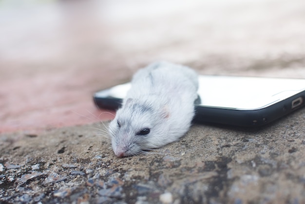Foto hamster winter witte slapen op slimme telefoon