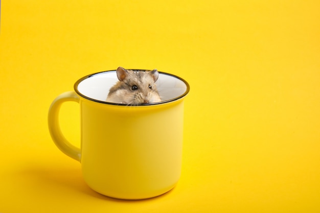 Photo the hamster in yellow cup on yellow background copy space