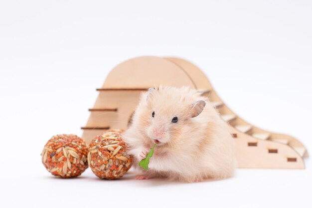 Hamsters, dwarf hamsters with food , hamsters on a white background