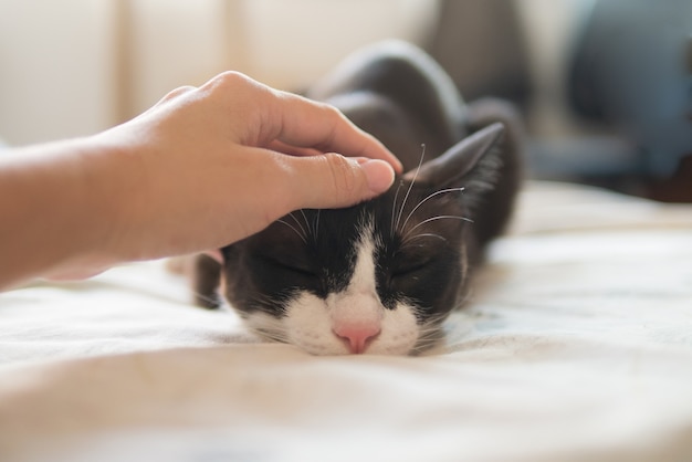 Hand aaien klopte weinig chocoladebruin onder ogen gezien masker en de roze kat van het neuskatje slaapt op comfortabel bed