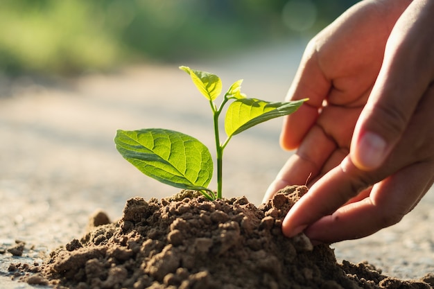 hand aanplant spruit in de bodem met zonsondergang