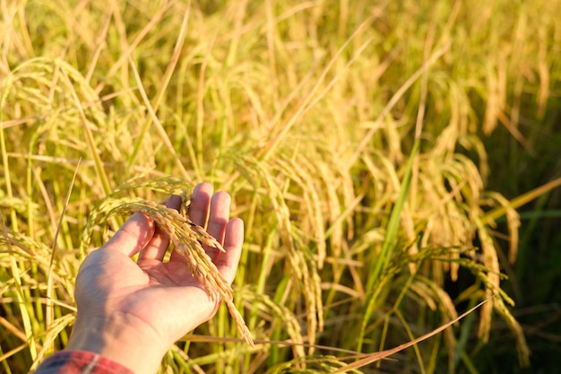 Hand aanraken van de oren op boerderij, rijst droog in veld, kopie ruimte