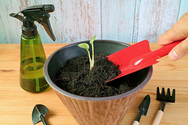 Hand adding soil into the young plant pot with a red trowel