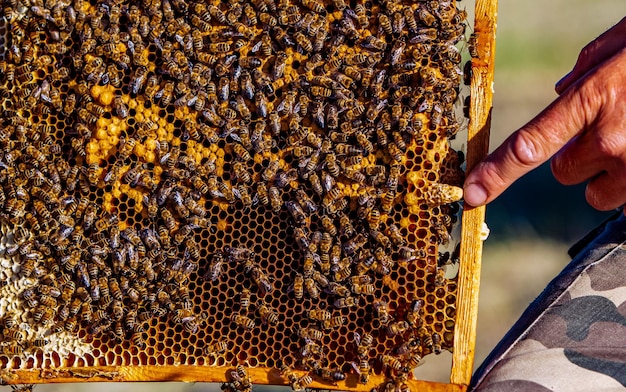 Hand of beekeeper is working with bees and beehives on the apiary Bees on honeycombs Frames of a bee hive