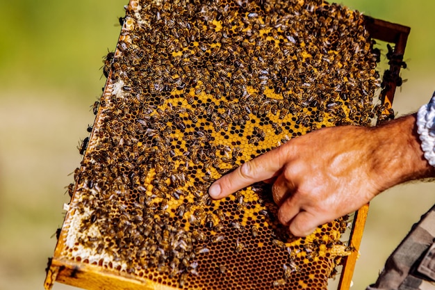 Hand of beekeeper is working with bees and beehives on the apiary Bees on honeycombs Frames of a bee hive