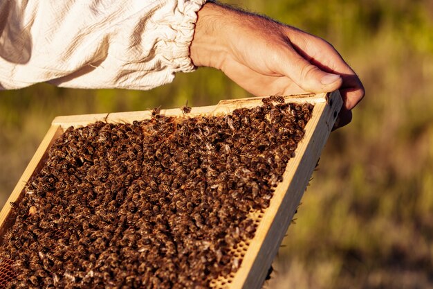 La mano dell'apicoltore sta lavorando con api e alveari sull'apiario