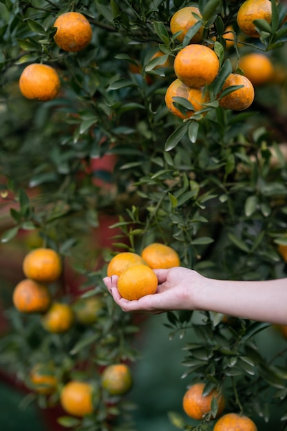 Hand bereiken tangerine van de boom om te oogsten