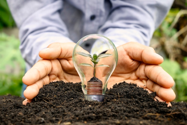 Hand bijsnijden in rijke grond en geld kweken van bomen in spaarlampen, een eerste idee van financiën en energie-investeringen