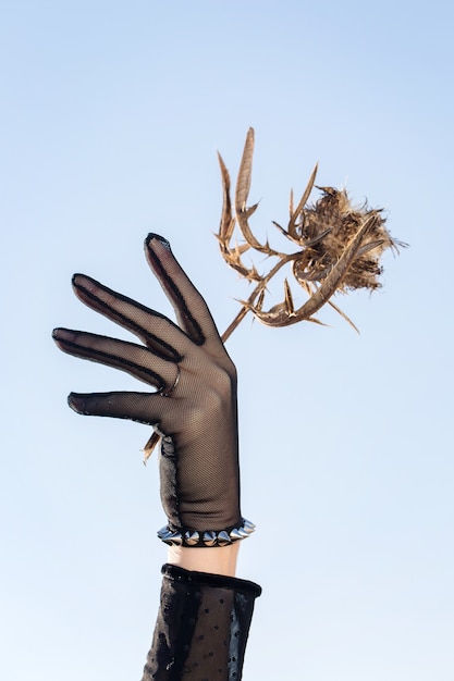 Hand in a black glove collects dried flowers