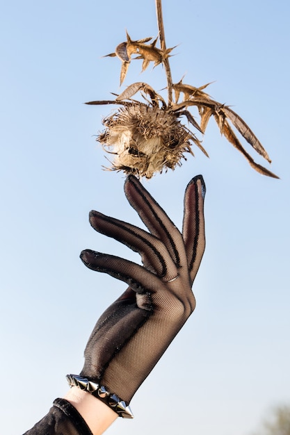 Hand in a black glove collects dried flowers