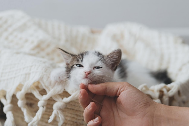かごの中の柔らかい毛布の上にかわいい子猫を愛撫する手 愛らしい子猫の養子縁組の肖像画