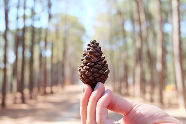 hand catch pine cones 1 piece