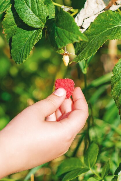 Hand of child holding a raspberry.