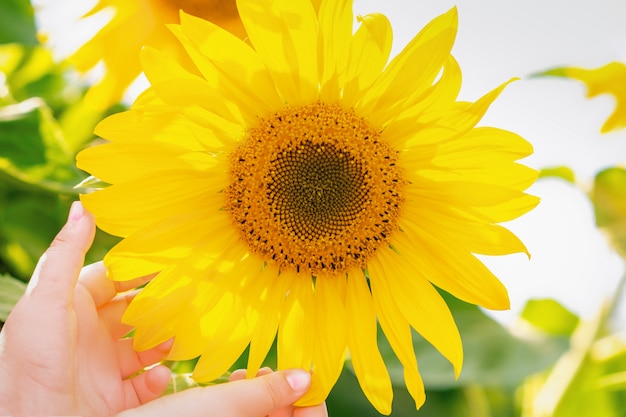 Hand of child holding sunflower.