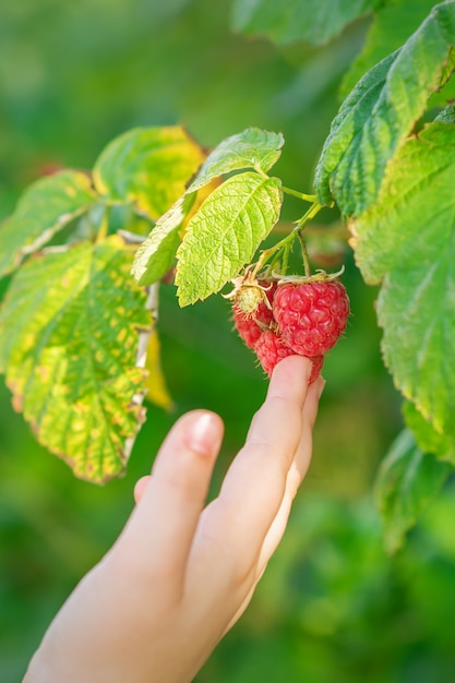 Hand of child touching a raspberry.