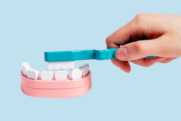 Hand cleaning teeth in jaw model with brush Dental care prevention of caries and periodontal disease oral hygiene concept Children game at dentist skill learning