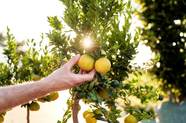 Hand collecting lemon fruit from the tree