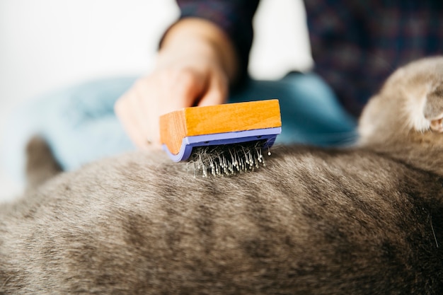 Hand combing cat with brush