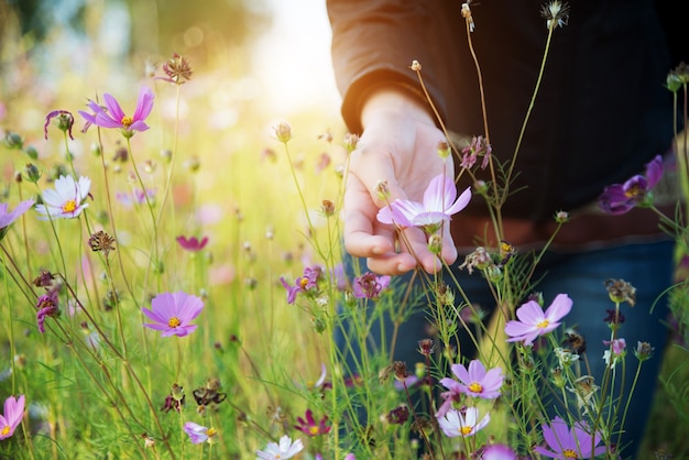 Hand and cosmos flowers in the flower garden with sun light