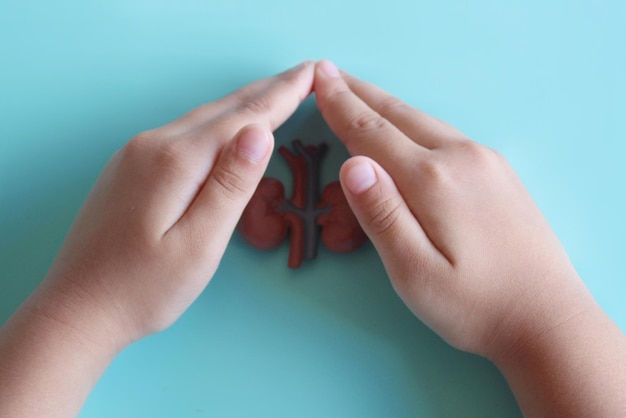 Hand cover kidney model A symbol of protection and prevention of kidney diseases