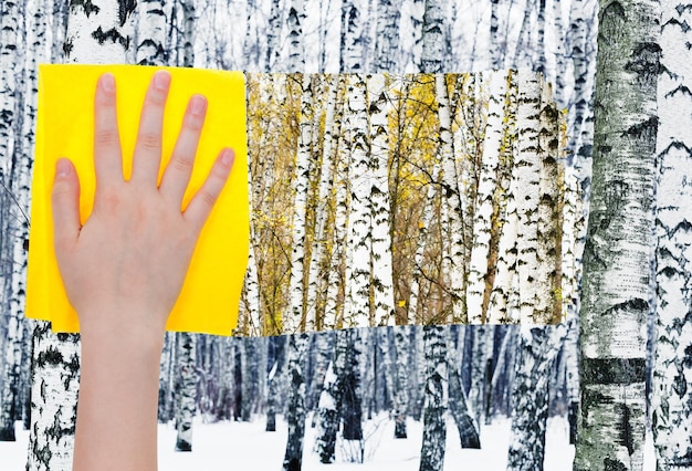 Hand deletes birches in forest by yellow cloth