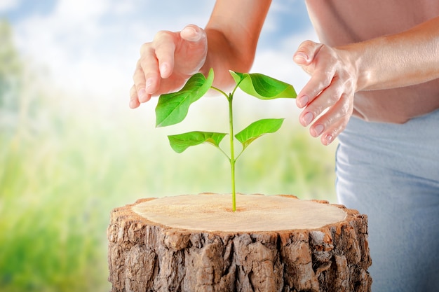 Hand die betrekking heeft op groene plant in het bos. symbool nieuw leven. concept eco aarde dag.