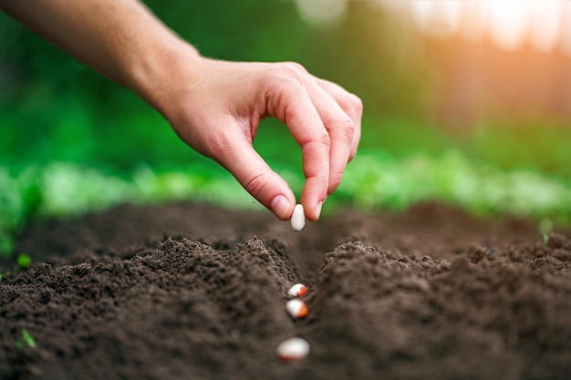 Hand die bonenzaad in de moestuin plant