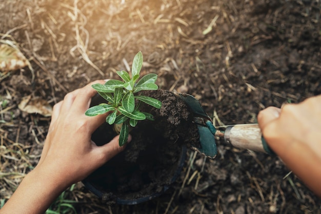 Foto hand die boom in grond met zonsondergang planten bij tuin