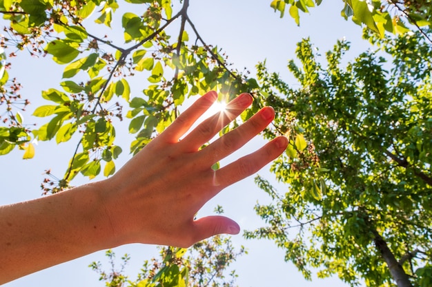 Hand die de zon in het bos bedekt