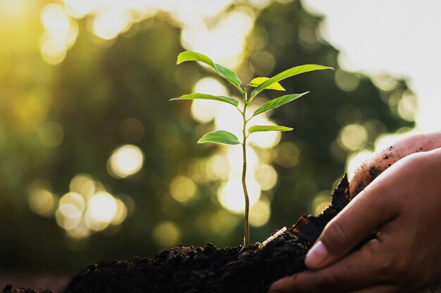 Hand die een boom in tuin plant. concept groene wereld