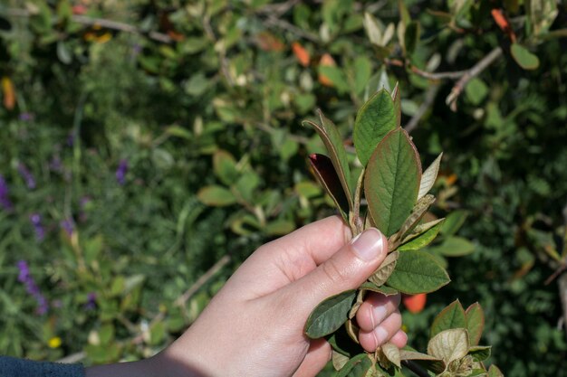 Hand die een deel van een groene boombrunch vasthoudt