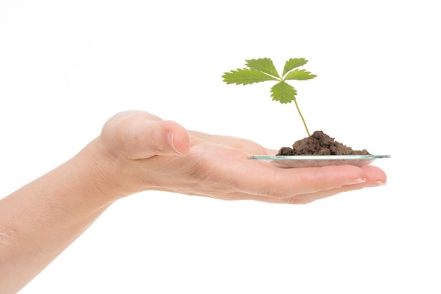 hand die een jonge plant vasthoudt die in de grond groeit tegen een witte achtergrond